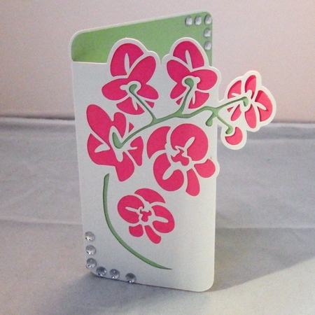 Phalaenopsis Orchid Card by Denise Clark