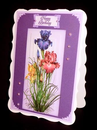 Irises in Bloom by Denise Murray