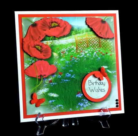 Beautiful Poppies & a Summer Meadow by Denise Murray