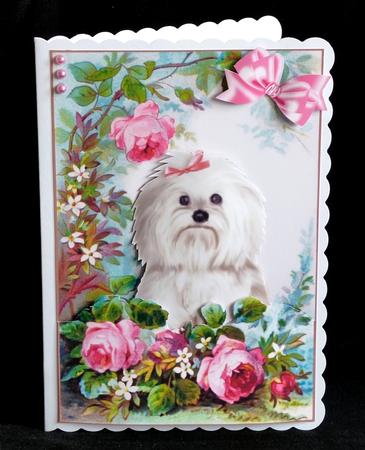 Cute Westie with Rose in the Garden by Denise Murray