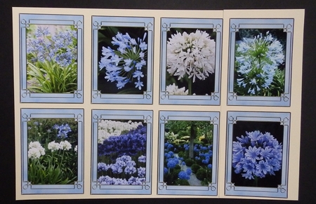 Flower Series: Agapanthus (african Lily) by Diana Holmes