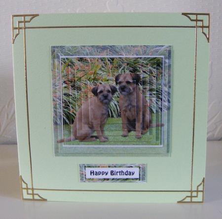 Border Terrier Pyramid & Background by Diana Holmes