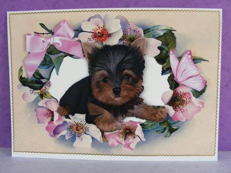 Cute Little Yorkshire Terrier in Flower Frame A4 by Diana Holmes
