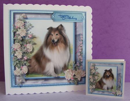 Beautiful Border Collie and White Roses  by Diana Holmes