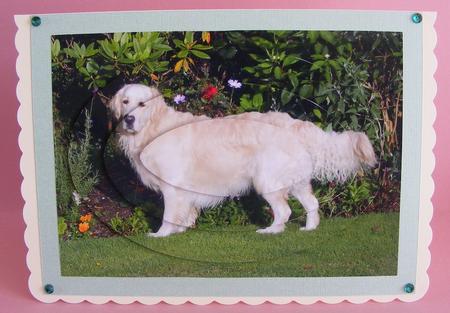 Golden Retriever Dog in the Garden Pyramid by Diana Holmes