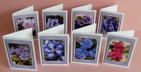 Flower Series: African Violets by Diana Holmes