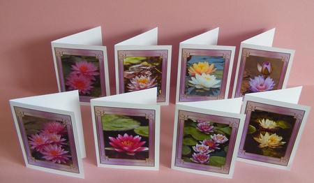 Flower Series: Water Lilies by Diana Holmes