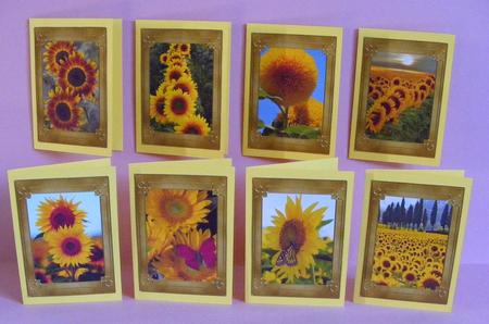 Flower Series: Sunflowers by Diana Holmes