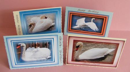 The Life of Swans by Diana Holmes