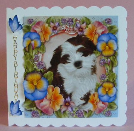 Beautiful Fluffy Dog in Pansy's 8x8 by Diana Holmes