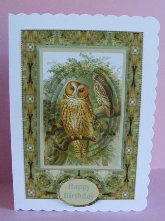 Tawny Owl Backing Sheet 2 by Diana Holmes