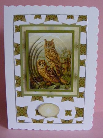Long Eared Owl by Diana Holmes