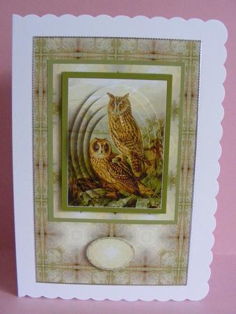 Long Eared Owl by Diana Holmes