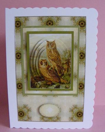 Long Eared Owl by Diana Holmes