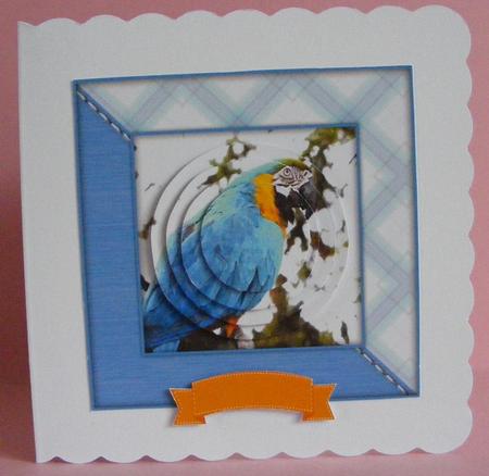Macaw Parrot Watercolour 6x6 Card Front & Decoupage by Diana Holmes