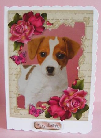 Gorgeous Jack Russel with Hot Pink Roses by Diana Holmes