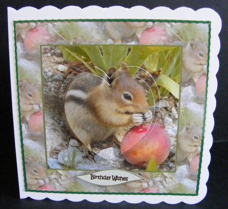 Squirrel by Diana Holmes