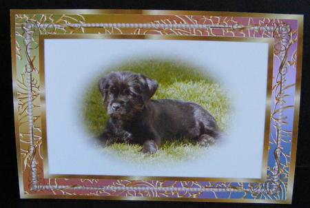 Gold Golden Digital Frames by Diana Holmes