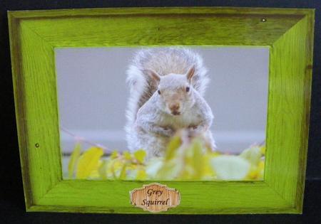 Wooden Frames Set 1 by Diana Holmes
