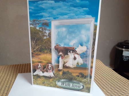 springer spaniel  by Diane Carbis