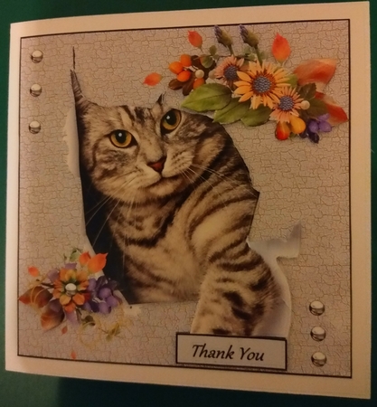 Cats are Purrfect by Diane Gray