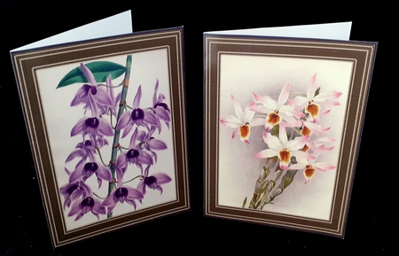 Botanicals - Dendrobium 9 by Diane  Hitchcox