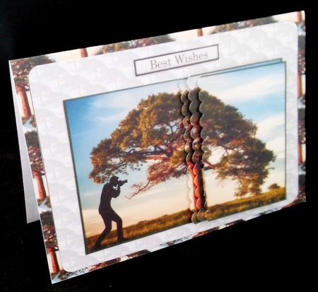 Photographing a Tree by Diane  Hitchcox