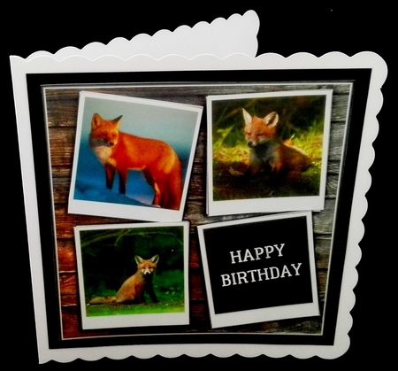 MR FOX by Diane  Hitchcox