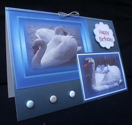 The Life of Swans by Diane  Hitchcox