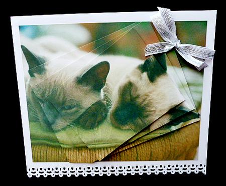 Furry Friends & Familiars - Cats - 3D Siamese + Insert & Tag by Diane  Hitchcox