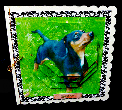 Furry Friends & Familiars Dogs Dachshund 2 by Diane  Hitchcox