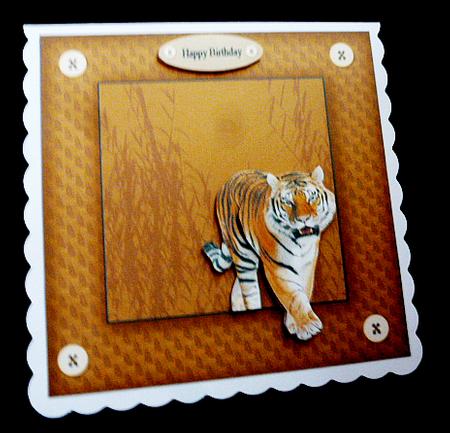Tiger by Diane  Hitchcox