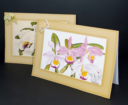 Botanicals - Cattleya LS 4 by Diane  Vermeer