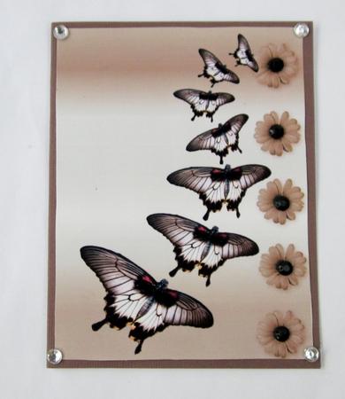 Butterfly Flight Path by Diane  Vermeer
