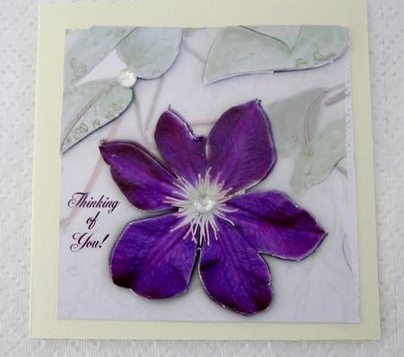 Solitary Clematis by Diane  Vermeer