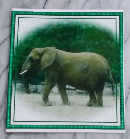 Elephant by Diane  Vermeer