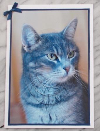 Grey Cat Oval Pyramid by Diane  Vermeer