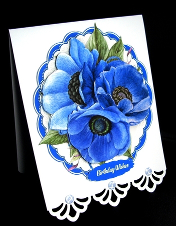 Beautiful Blue Anemones  by Dianne Jackson