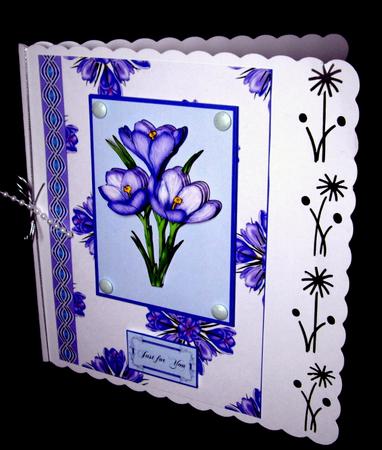 Purple Crocus by Dianne Jackson