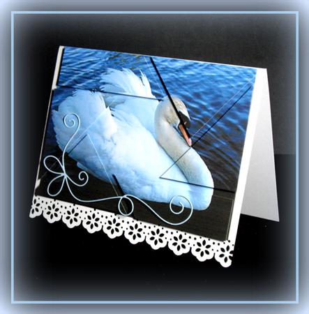 White Swan Camera Eye Stacker by Dianne Jackson