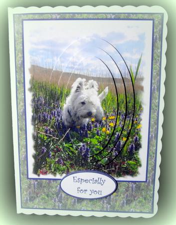 Murphy Amongst the Wildflowers by Dianne Jackson