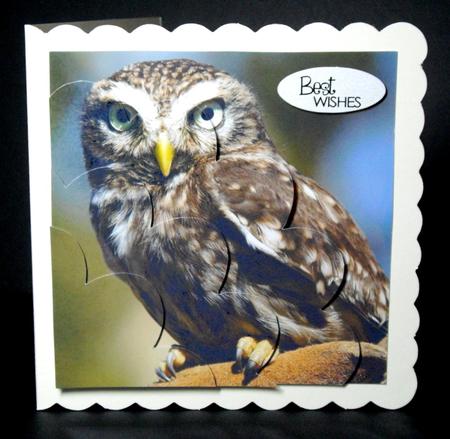 Little Owl Shell Edged Corner Stacker by Dianne Jackson