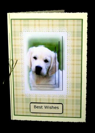 Labrador Puppy by Dianne Jackson