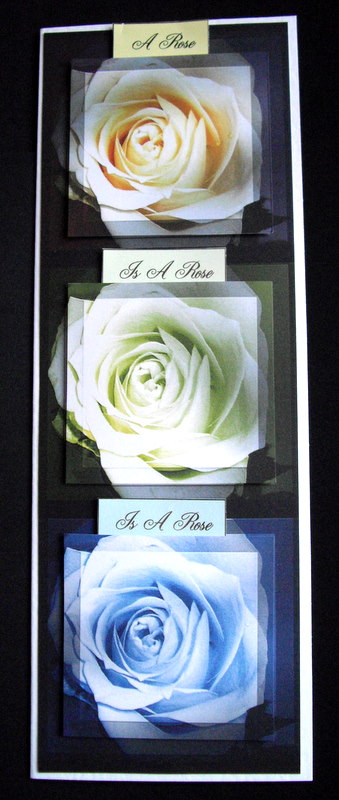 3 Rose`s Dl Card by Dianne Jackson