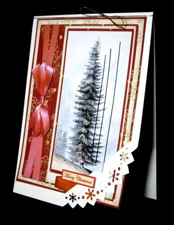 Beautiful Giant Pine , Pyramarge by Dianne Jackson
