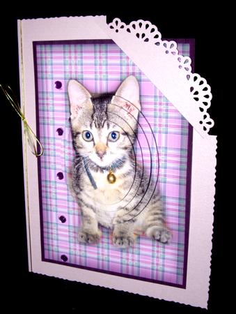 Cute Kitten by Dianne Jackson