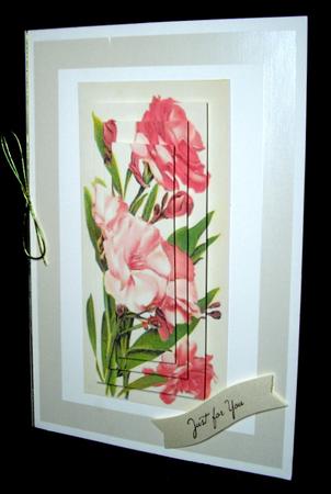 Lovely Pink /apricot Flowers in Pyramarge  by Dianne Jackson