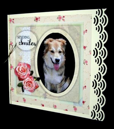 Shetland Sheepdog by Dianne Jackson