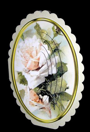 Lovely Creamy Pink Roses in a Oval Frame  by Dianne Jackson