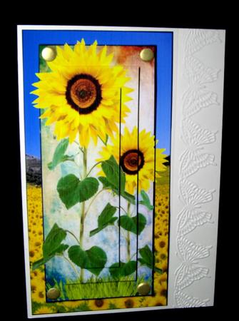 Sun Flowers by Dianne Jackson